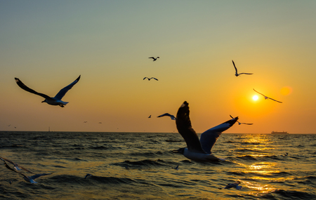 A group of segulls turning around at sunset の写真素材