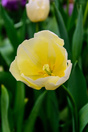tulips flowerの写真素材
