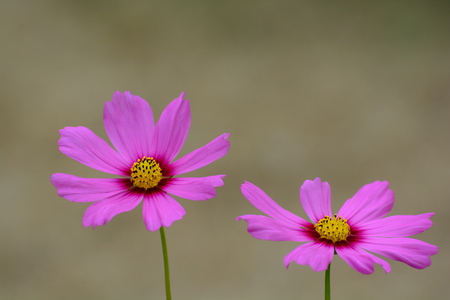 pink cosmos flowerの写真素材