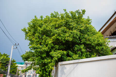 Tree next to the wall