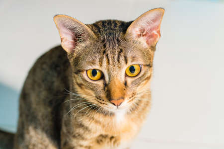 cat's-eyeの写真素材