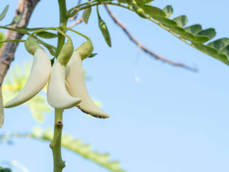 Vegetable Humming Bird Sesban Agasta (Sesbania grandiflora Desv. in science name or Dok Kae in Thai)の写真素材