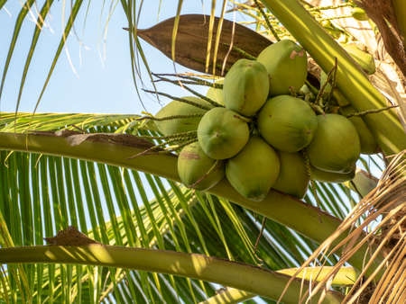 Coconut and coconut crushing in the bottom cornerの写真素材