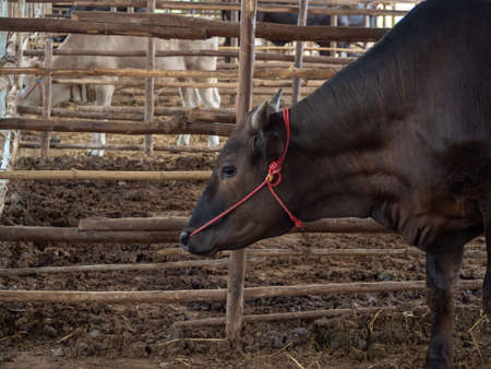 closeup cow standing in a cow penの写真素材