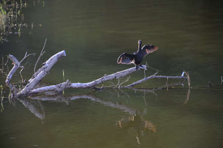 Birds perched on branches, preparing to find foodの写真素材