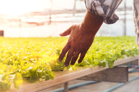 Entrepreneurial hand, a useful hydroponic farm vegetable farmer, use his hands to touch the green leaves, non-toxic vegetables that are grown in the growing trough beautifully.の写真素材