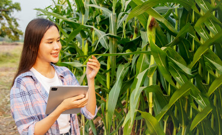 Beautiful asian woman farmer inspects well developed corn field, looking at intact organic corn leaves : Farmer smiles with pride and holds laptop using modern agro industrial techの写真素材