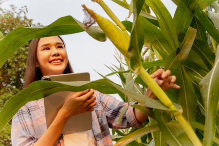 Portrait beautiful asian woman farmer holding laptop to inspect corn field for intact organic corn leaves : Happy smiling proud farmer holding laptop using modern agro-industrial tの写真素材