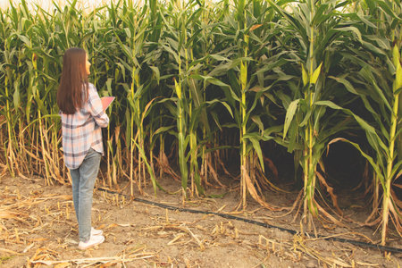 Back view Farmer an asian businesswoman stand working in the agriculture and corn exporting industry with laptop stands proudly exploring the lush corn fields.の写真素材