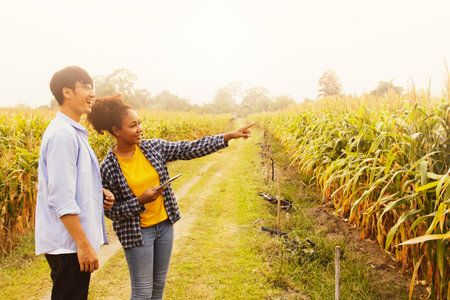 Couple asian worker and an African American woman a corn farmer standing holding laptop looking at the corn proudly at the corn farm's agricultural achievements : Couple's corn farの写真素材