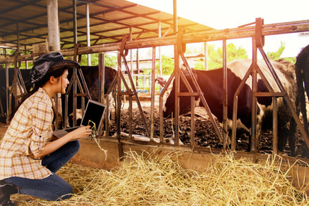 Asian farmers wearing cowboy hats are happy to take care of dairy farming : Supervise the business of producing quality cow milk in a clean and modern cattle farm that meets the stの写真素材