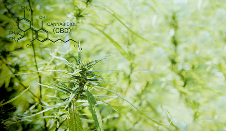 Closeup of cannabis flowers and green hemp leaves grown in open outdoor systems : Cannabis plants are used for both medical and scientific research on farms : Hemp oil extract, CBDの写真素材