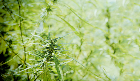 Closeup of cannabis flowers and green hemp leaves grown in open outdoor systems : Cannabis plants are used for both medical and scientific research on farms.の写真素材