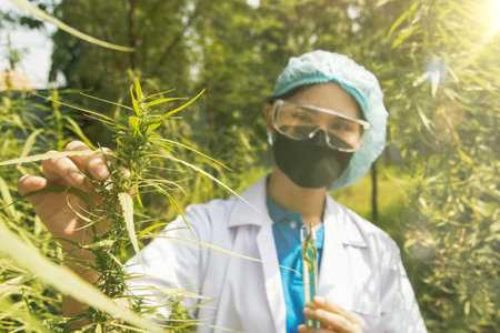 Asian female cannabis science researcher examines cannabis herbs grown in open systems holding test tubes to collect samples while exploring the maturity of cannabis leaves and floの写真素材