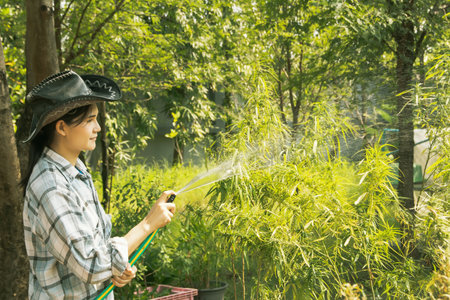 Side view female worker caring for a cannabis plant carries a hose to water the cannabis plant for afternoon moisture in the outdoor garden : Legal cannabis cultivation business.の写真素材