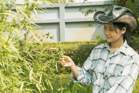 Female farmer oversees the growth of cannabis plants medical and commercial cannabis plants grown in open air systems watching for maturity and observing the pests of the cannabisの写真素材