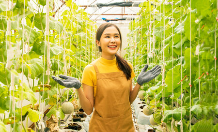 Melon farm business : Asian female farmers look at the farming business proudly investing in growing Japanese melons in greenhouses, organic farms growing beautifully and generatinの写真素材