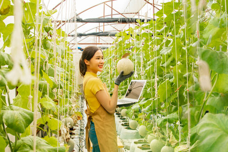 Young asian female trader farmer holding laptop proudly selling melons online in Japanese melon farming business investment in shed organic farming that grows beautifully and generの写真素材