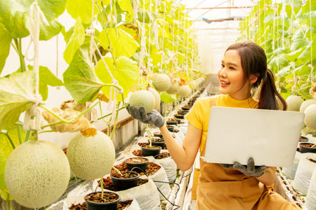 Young asian female trader farmer sitting holding laptop proudly selling melons online in Japanese melon farming business investment in shed organic farming that grows beautifully aの写真素材