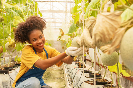 Melon farm business : Young african american female farmer holding Japanese melons is growing proudly in a Japanese melon farm business investing in a beautiful and profitable orgaの写真素材