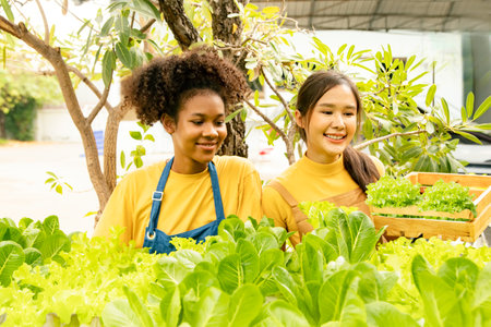 Cute young asian farmer worker friend and two African American girls, collecting organic hydroponic crops in wooden baskets with care and smiling happily : Hydroponics vegetable grの写真素材