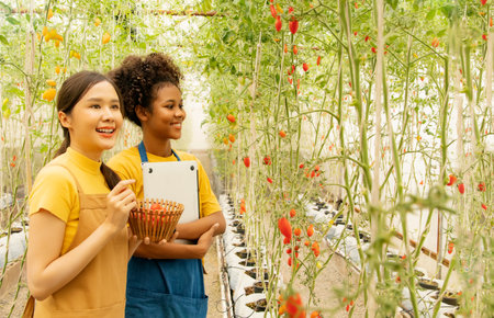 Two Asian female cute college students and an African American female friend look at beautiful red tomatoes and pick fresh fruit, interested in learning how to grow them in an orgaの写真素材