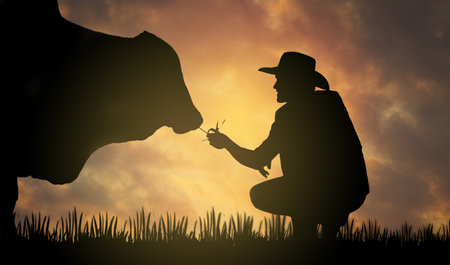 Silhouette male farmer sitting lovingly feeds hay to the cows raised in the middle of the pasture, expressing love and warmth with happiness.の写真素材