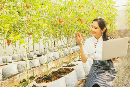 Portrait asian female chef working in a hotel kitchen restaurant appreciates the bright red organic cherry tomatoes grown in the greenhouse as a great, nutritious ingredient in cooの写真素材