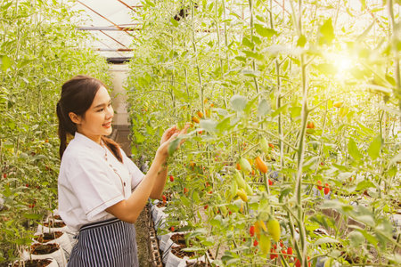 Pride of the portrait female chef of the hotel restaurant inspecting the organic cherry tomato farm that produces beautiful produce that is safe from chemicals for food and nutritiの写真素材