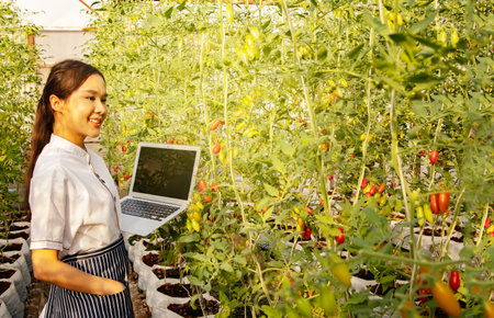 Asian female chef working in hotel kitchen uses data on laptop to select produce from cherry tomato farm to prepare organic food for freshness and nutritional value of hotel restauの写真素材