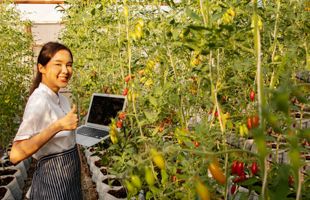 Asian female chef working in hotel kitchen holding laptop pick produce from cherry tomato farm to prepare organic food for freshness and great value nutritional thumbs up of hotelの写真素材