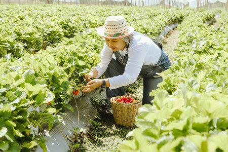 Senior woman farmer, farm business owner grows strawberries in a rural farm, sitting and harvesting ripe red strawberries in the orchard to sell to tourists and process them into pの写真素材