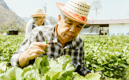 Elderly farmer couple who owns strawberry farm in a rural area cultivates crops.Strawberry farm agriculture for eco tourism and food production businesses harvest fresh strawberrieの写真素材
