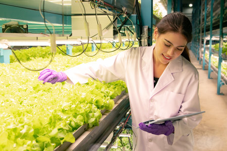 Beautiful employees take care of a hydroponic vegetable farm grown in a closed indoor clean room quality system using Led Grow lights solar cells, innovative post-growing technologの写真素材