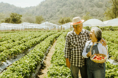 I love you happy elderly farmer couple who owns strawberry farm in a rural area growing crops strawberry farm for ecotourism and strawberry food production business : soul mate agrの写真素材