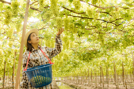 Young Asian professional vineyard farmer harvesting fresh fruit grapes by hand from the tree in basket looking at the produce with pride : Grape farm promotes tourism and the agricの写真素材