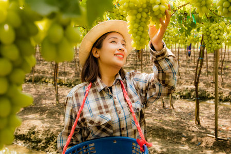 Young Asian professional vineyard farmer harvesting fresh fruit grapes by hand from the tree in basket looking at the produce with pride : Grape farm promotes tourism and the agricの写真素材
