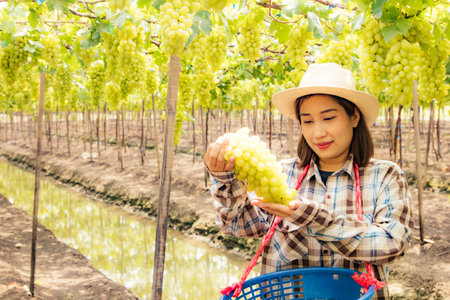 Young Asian professional vineyard farmer harvesting fresh fruit grapes by hand from the tree in...