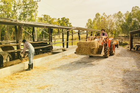 Family couple who work as farmers and take care of cattle on a rural farm in Thailand share the duties of driving the tractor feeding the hay helping share the duties with diligencの写真素材