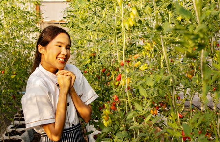 The pride of the female chef of the hotel restaurant inspecting the organic cherry tomato farm that produces beautiful produce that is safe from chemicals for food and nutritionalの写真素材