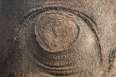 Tree bark patternの写真素材