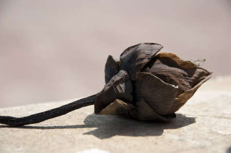 lotusの写真素材