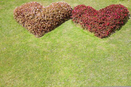Heart Tree の写真素材