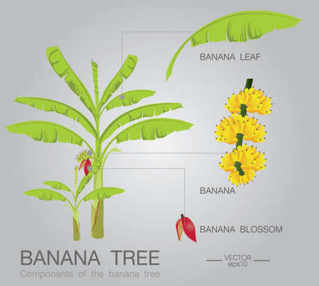 banana treeのイラスト素材