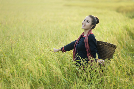 Thai farmer woman harvest in rice fieldの写真素材