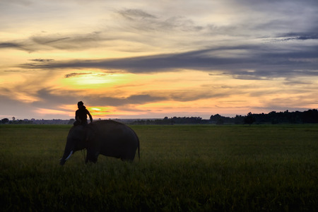 SURIN, THAILAND - CIRCA OCTOBER 2016 : Thai mahout ride the elephant to work in a rice field at sunrise. In Thailand, the economy is dominated by agriculture.の写真素材