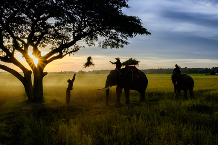 SURIN, THAILAND - CIRCA OCTOBER 2016 : Thai people working in a rice field at sunrise. In Thailand, the economy is dominated by agriculture.の写真素材