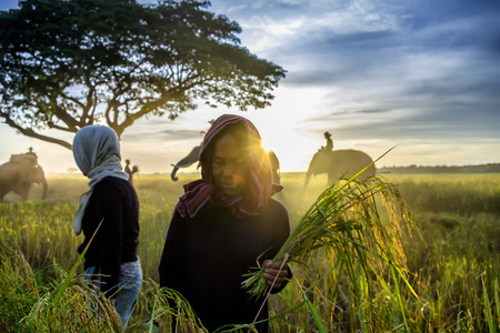 SURIN, THAILAND - CIRCA OCTOBER 2016 : Thai people working in a rice field at sunrise. In Thailand, the economy is dominated by agriculture.のeditorial素材