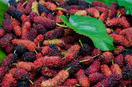 Fresh Mulberry from garden