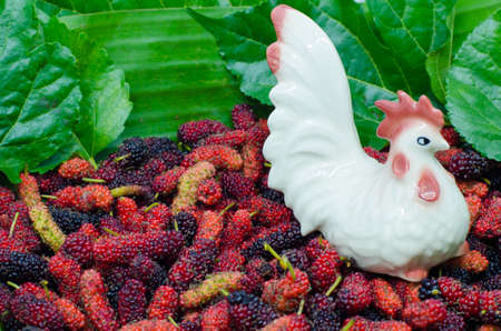 Mulberry and Chicken Ceramicの写真素材